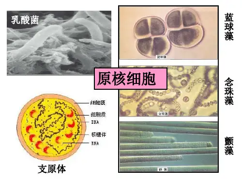 第二节 细胞膜和细胞壁