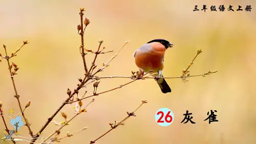 统编版语文三年级上册第26课《灰雀》优秀课件