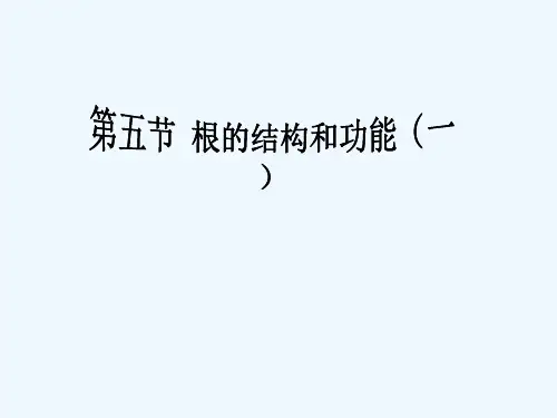 八年级生物上册第五节根的结构和功能课件