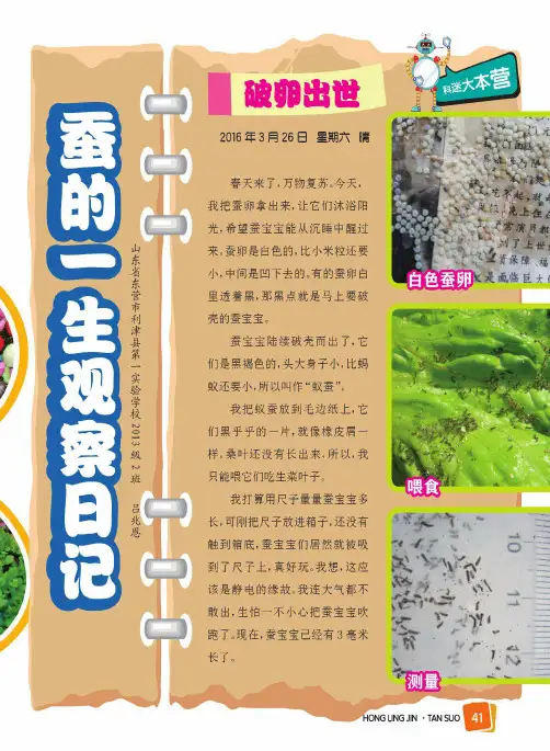 蚕的一生观察日记