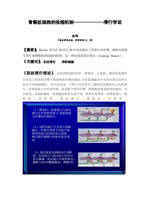 骨骼肌细胞的收缩机制