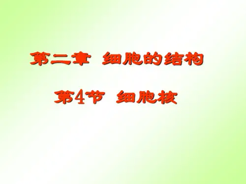细胞核 课件.ppt