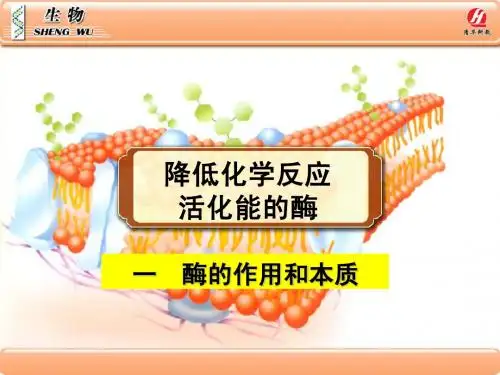 5.1《降低化学反应活化能的酶》张欣桐
