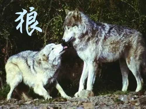 《狼》PPT