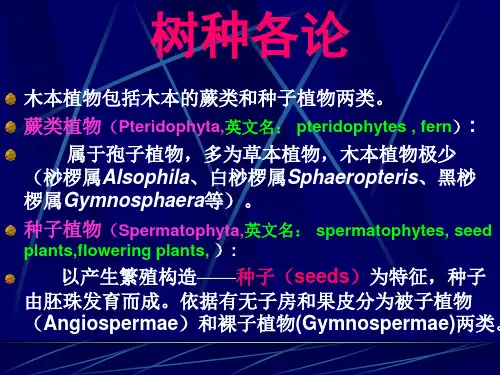 裸子植物1(系统分类)