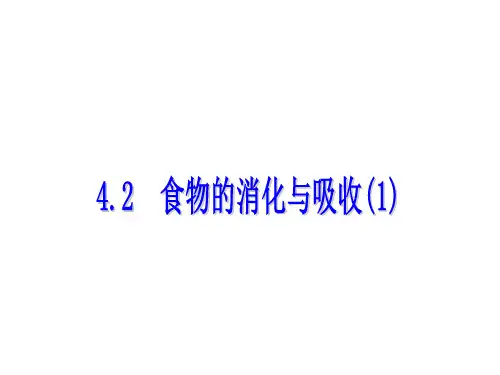 九年级科学上册食物的消化与吸收  (1)