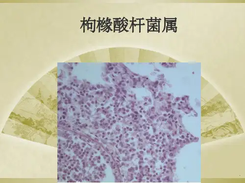 枸橼酸杆菌属