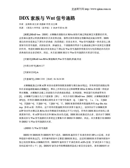 DDX家族与Wnt信号通路