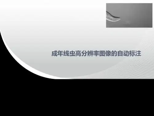 成年线虫高分辨率图像的自动标注