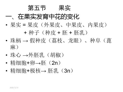 果实-中药鉴定学-成人教育