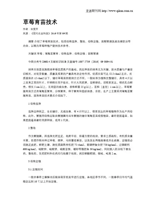 草莓育苗技术