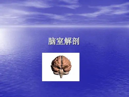 脑室解剖