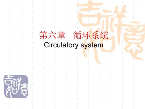 循环系统PPT