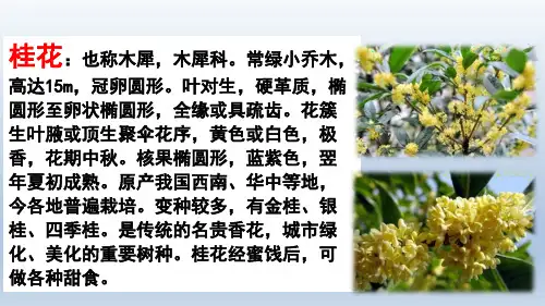 人教新课标五年级语文上册《7桂花雨》课件