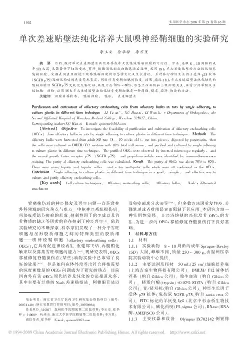 单次差速贴壁法纯化培养大鼠嗅神经鞘细胞的实验研究