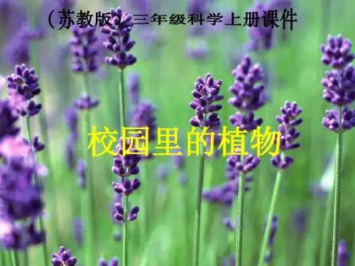 上课 苏教版小学科学三年级上册《校园里的植物》