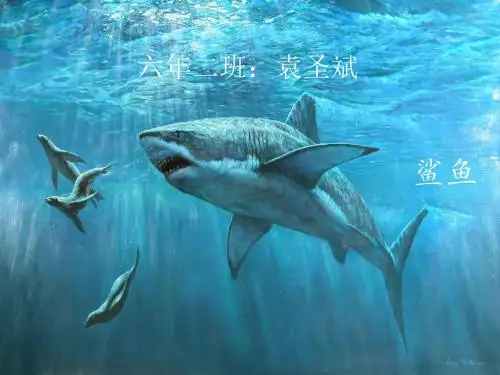 海中霸王---鲨鱼