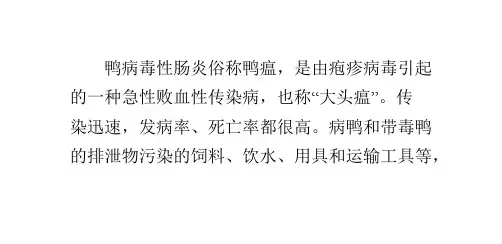 每日一招：巧治鸭病毒性肠炎