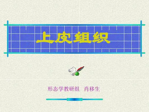 组织与胚胎学：第二章：上皮组织