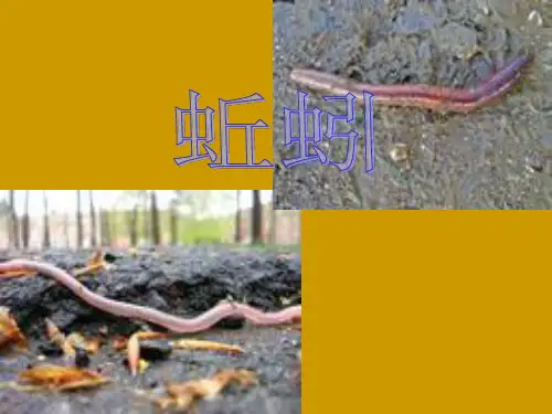 蚯蚓 生物