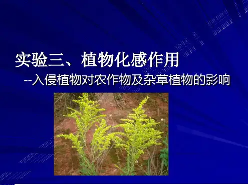 试验植物化感作用