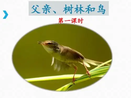 《父亲、树林和鸟》课件(第一课时)