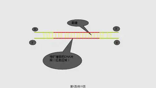 PCR基本原理示意图