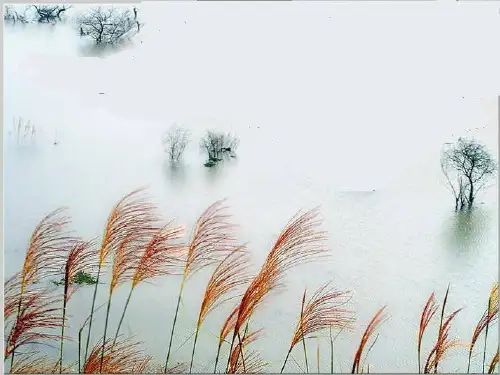 精美典雅PPT背景图片.ppt