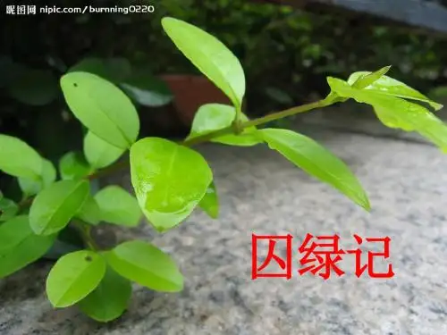 囚绿记