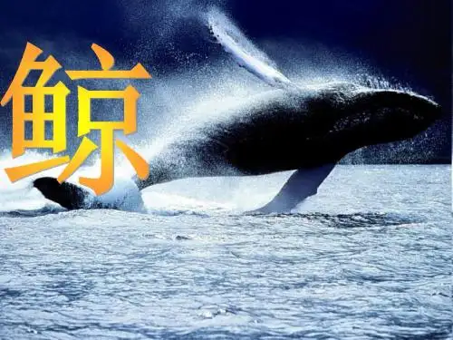 9.《鲸》ppt
