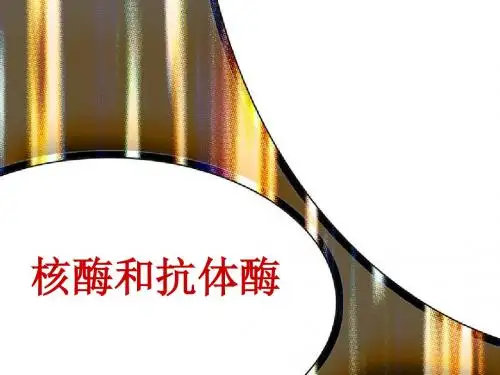 8 核酶