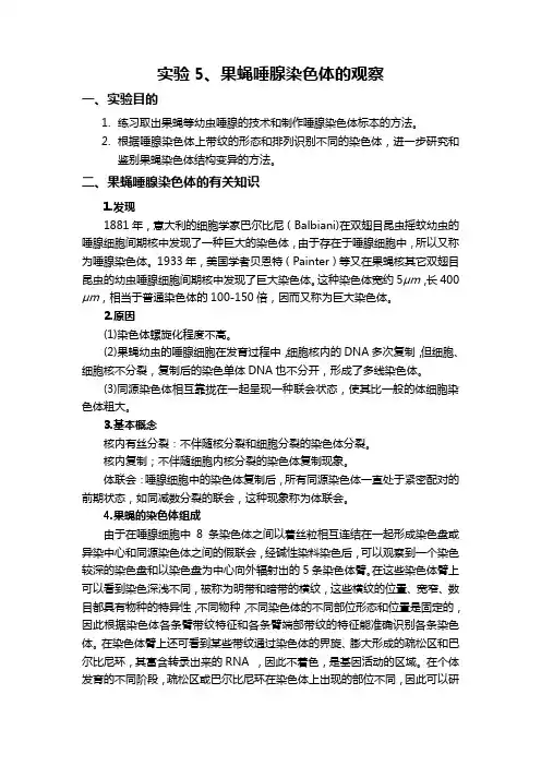 果蝇唾腺染色体的观察