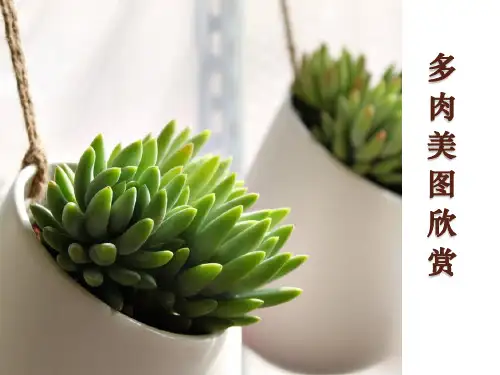 多肉美图欣赏
