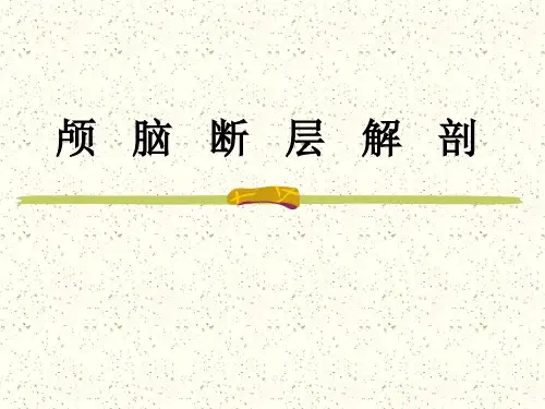 颅脑断层解剖