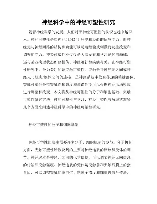 神经科学中的神经可塑性研究