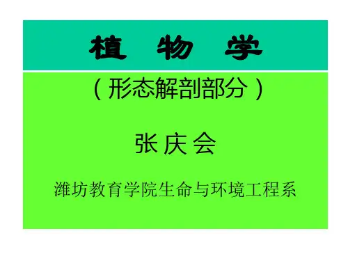 (形态解剖部分).