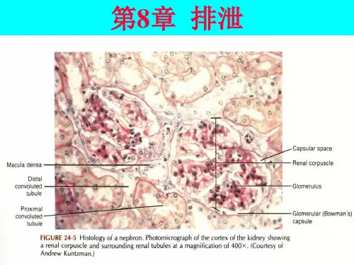 第8章排泄