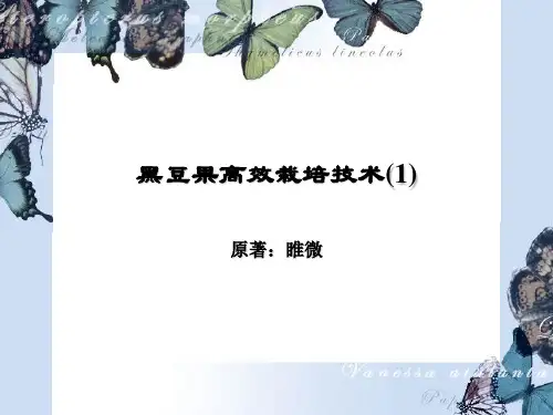 黑豆果高效栽培技术