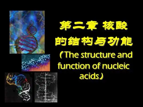 第二章 核酸的结构与功能