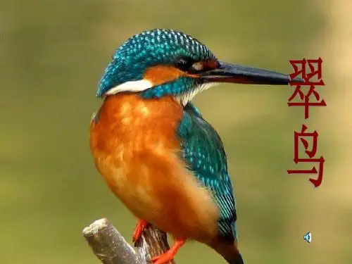 5.翠鸟
