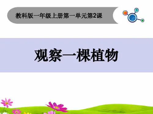 最新教科版一年级上册科学《观察一棵植物》精品课件