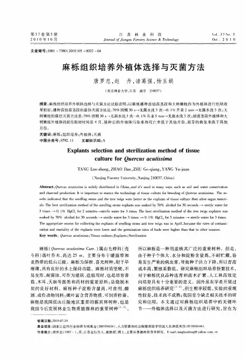麻栎组织培养外植体选择与灭菌方法