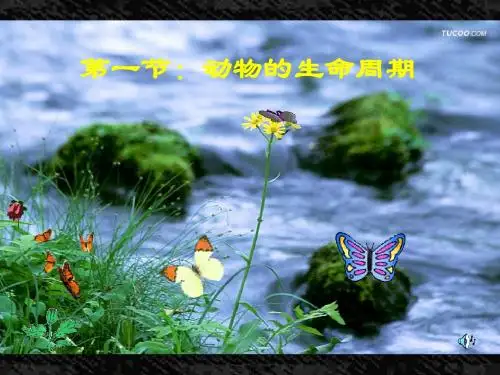 动物的生命周期