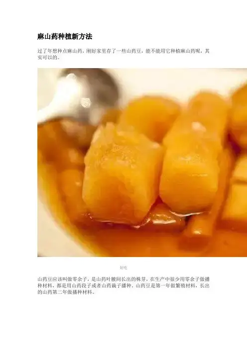 麻山药种植新方法