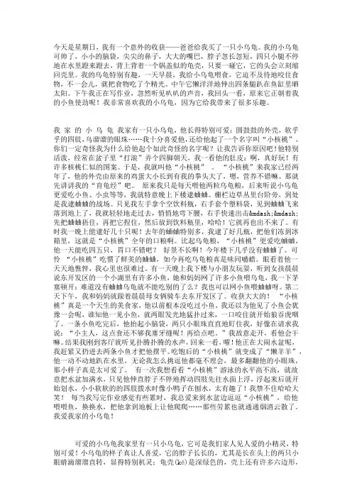 可爱的小乌龟 2
