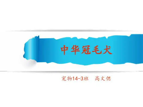 中华冠毛犬