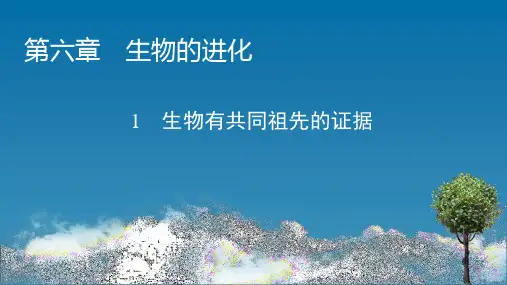 2020-2021 学年高一生物人教版必修二6.1生物有共同祖先的证据课件