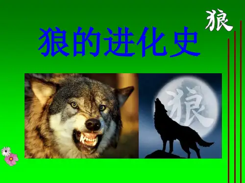 狼的进化史