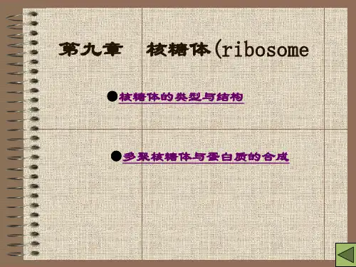 第十二章 核糖体(ribosome)