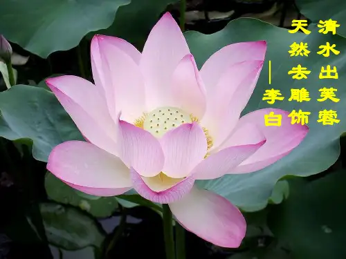 22.爱莲说(课件)语文版溪州中学彭芳琴